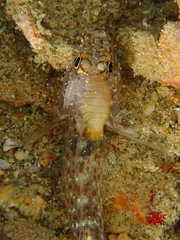 Fusigobius