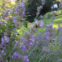 Bombus centralis