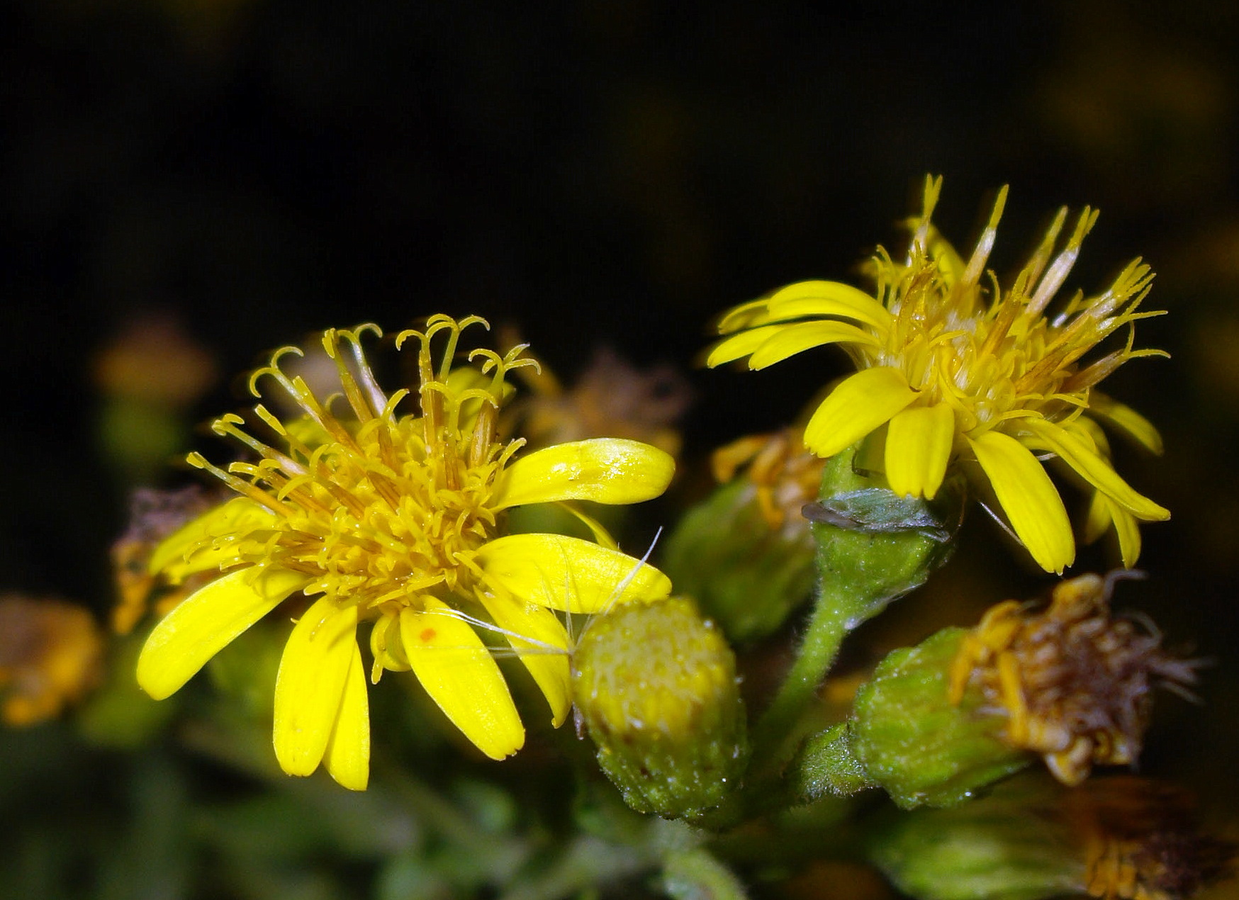 Dittrichia