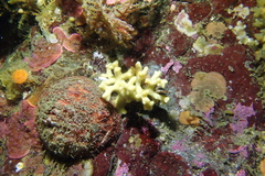 Heteropora pacifica