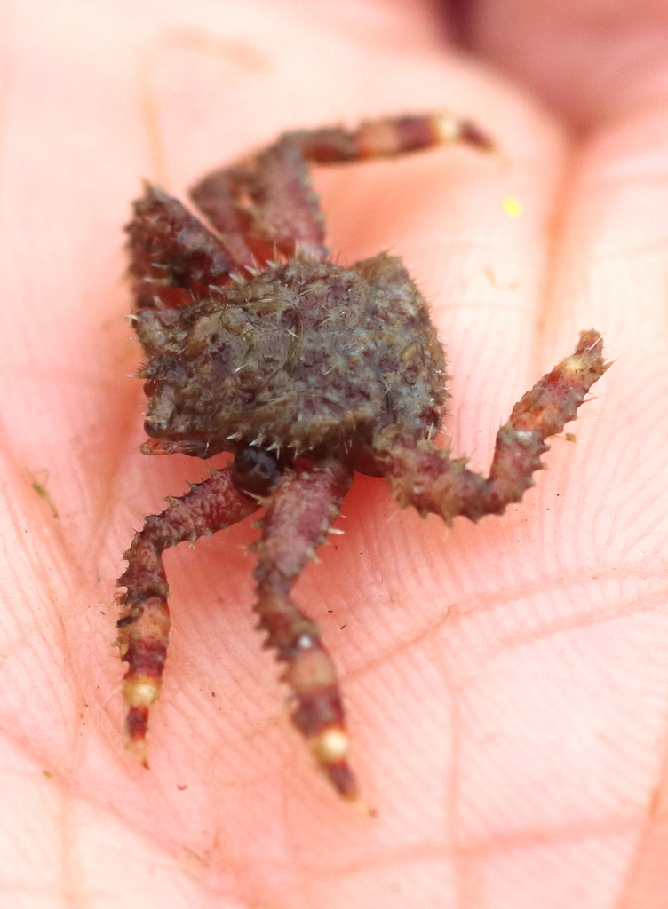 soft crab