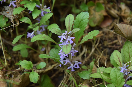 Ajuga yesoensis iNat (1)