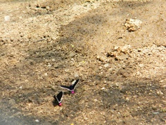 Mysoria affinis