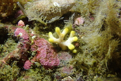 Heteropora pacifica