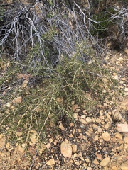 Ceanothus pendletonensis