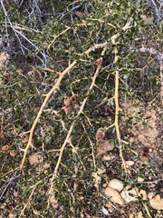 Ceanothus pendletonensis
