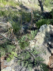 Pulsatilla ambigua