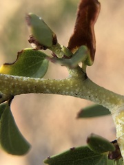 Ceanothus pendletonensis
