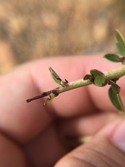 Ceanothus pendletonensis