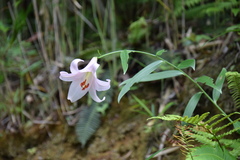 Lilium japonicum