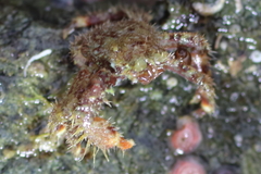 Hapalogaster grebnitzkii