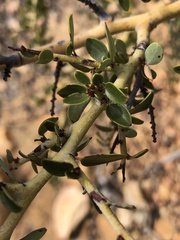 Ceanothus pendletonensis