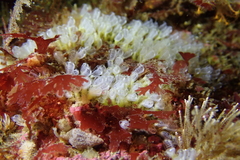 Pycnoclavella