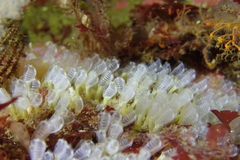 Pycnoclavella