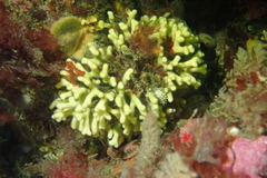 Heteropora pacifica