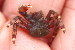 Hapalogaster grebnitzkii