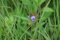 Crotalaria sessiliflora