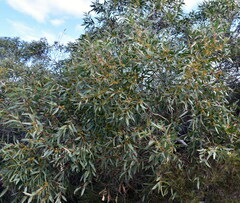 Eucalyptus obstans