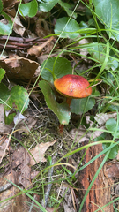 Aureoboletus betula
