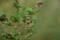 Lespedeza cyrtobotrya