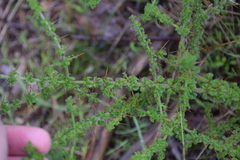Prostanthera arapilensis