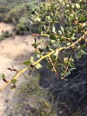 Ceanothus pendletonensis