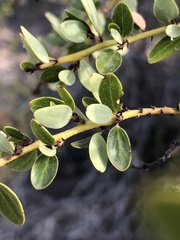 Ceanothus pendletonensis