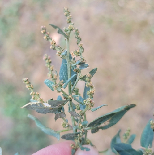Image of Atriplex acadiensis by (c) aarongunnar, some rights reserved (CC BY)
