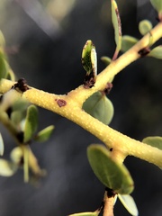 Ceanothus pendletonensis