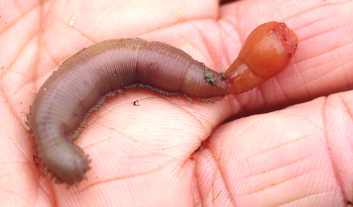 Hemipodia simplex