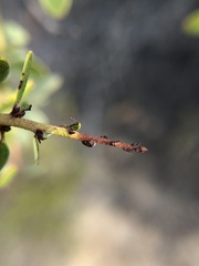 Ceanothus pendletonensis