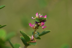 Lespedeza cyrtobotrya