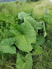 Xanthosoma sagittifolium