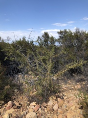 Ceanothus pendletonensis