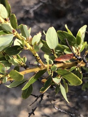 Ceanothus pendletonensis