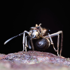 Polyrhachis ypsilon