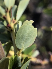 Ceanothus pendletonensis