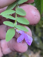 Hedysarum occidentale