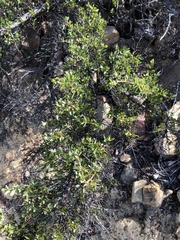 Ceanothus pendletonensis