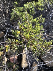 Ceanothus pendletonensis