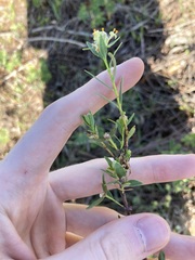 Pimelea microcephala