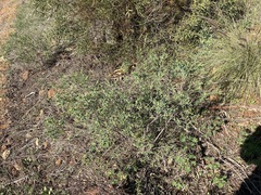 Pimelea microcephala