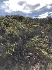 Ceanothus pendletonensis