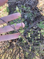 Pimelea microcephala