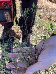 Pimelea microcephala