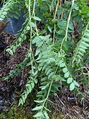 Hedysarum occidentale