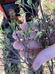 Pimelea microcephala