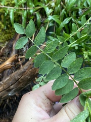 Hedysarum occidentale