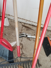 Elgaria multicarinata webbii