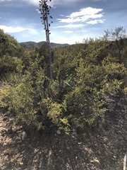 Ceanothus pendletonensis